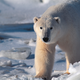Image for article titled How To Fight A Bear And Win